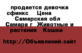 продается девочка сфинкс  › Цена ­ 5 000 - Самарская обл., Самара г. Животные и растения » Кошки   